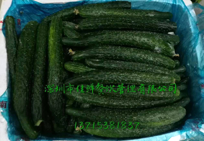 政府蔬菜黃瓜配送